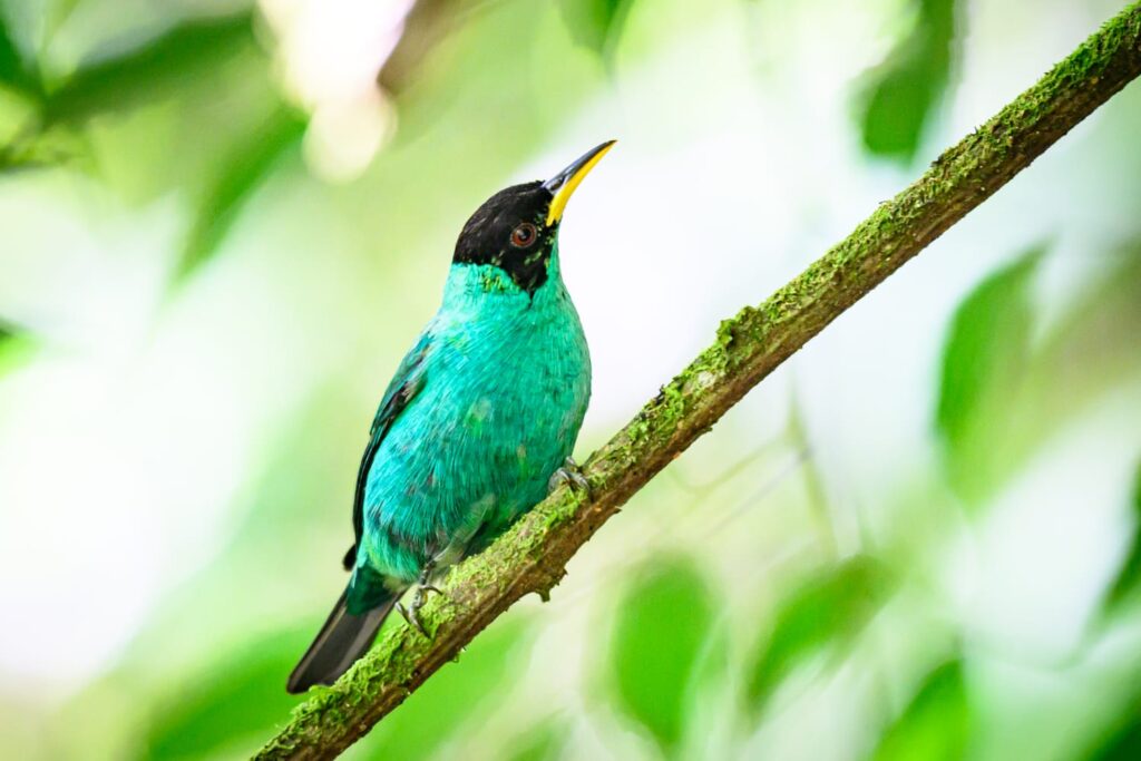 Birdwatch Tour Matagalpa