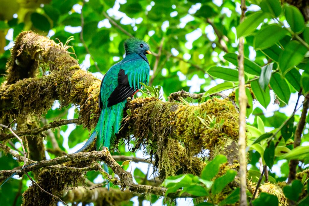 Birdwatching Matagalpa