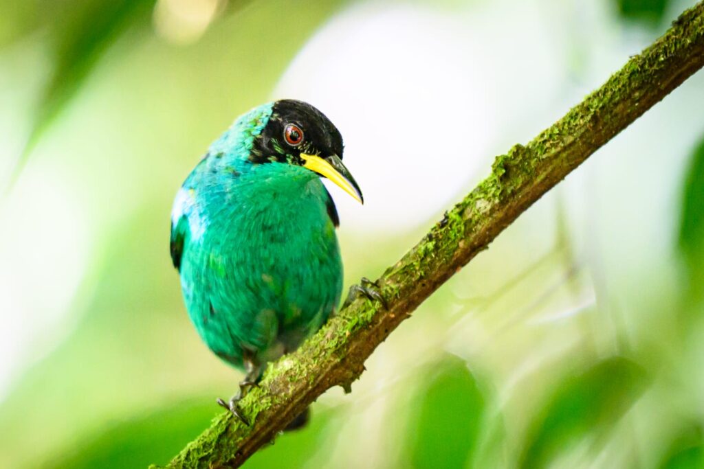 Birdwatching in Matagalpa