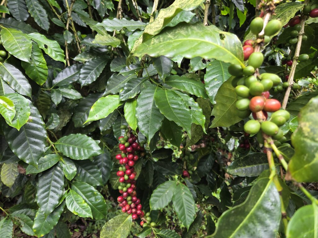 Coffeetour Matagalpa