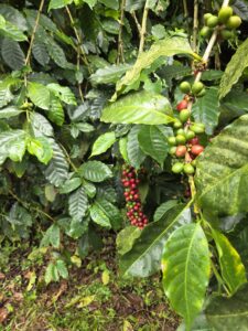 Coffeetour in Matagalpa
