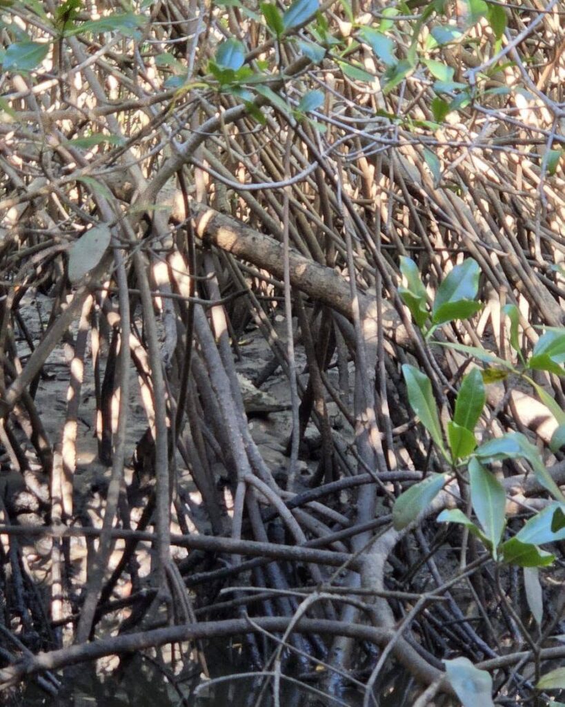 Juan Venado Mangrove Tour spotting wildlife