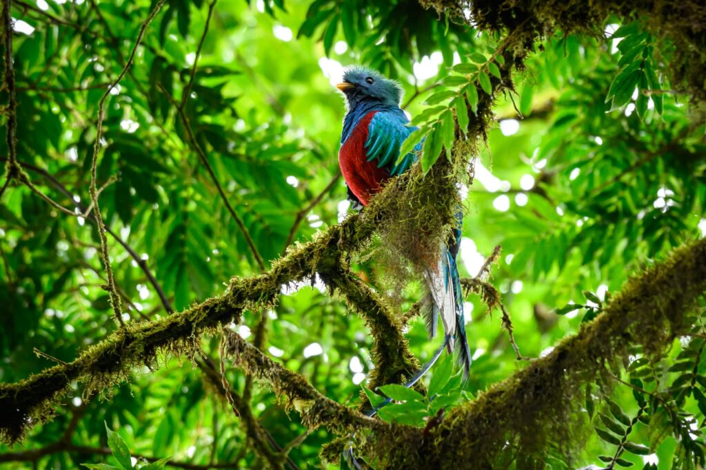 Macizo de Penas Blancas - Birdwatching