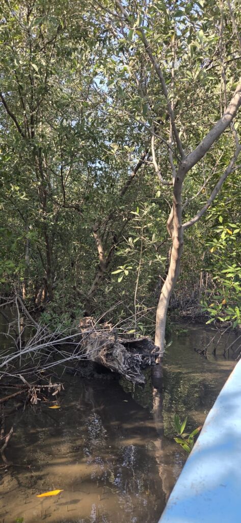 Mangrove of Juan Venado Island