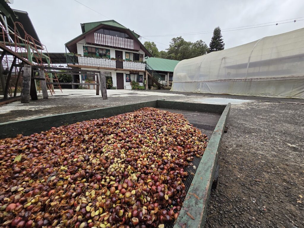 selva negra coffee